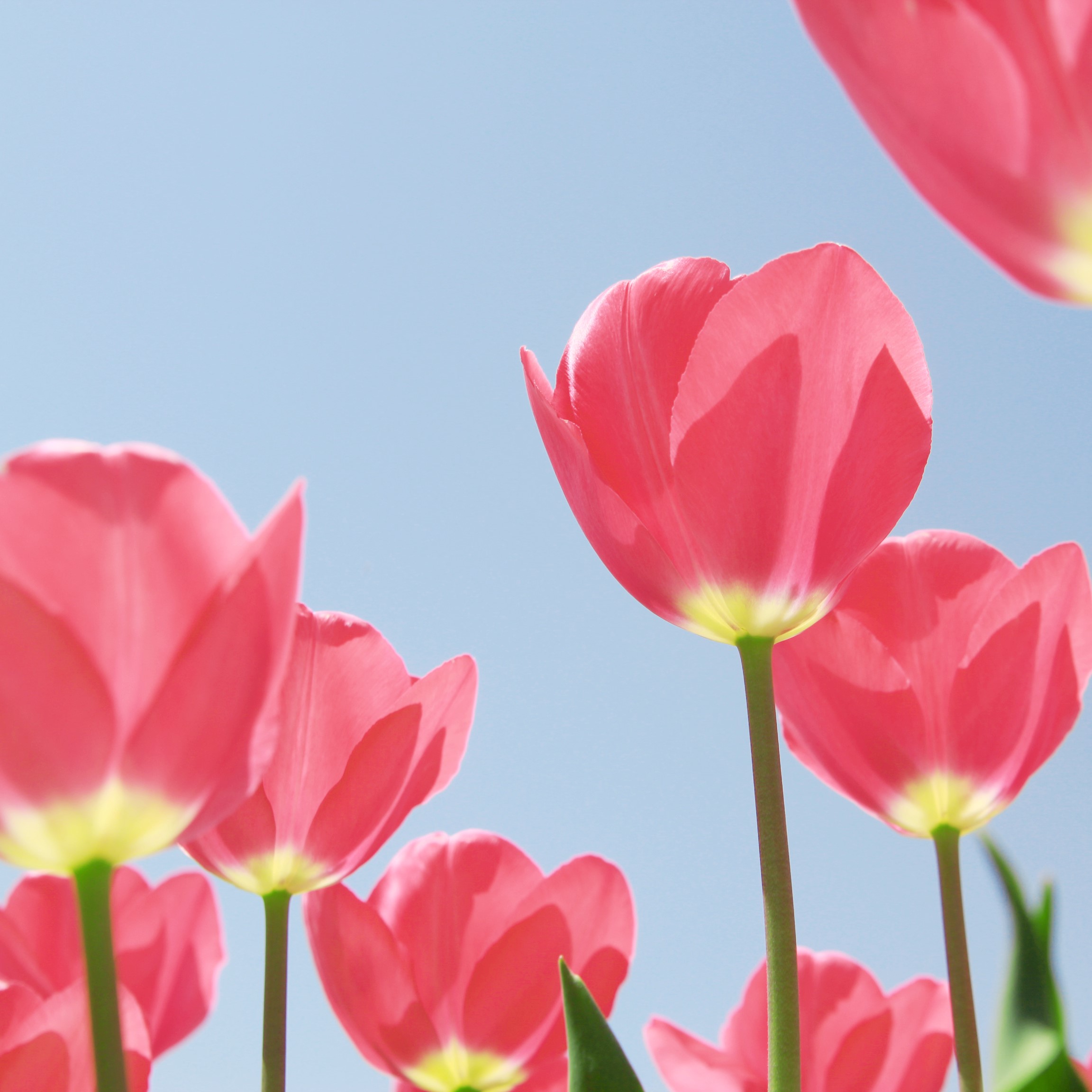 spring